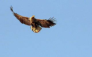 Mazurska konferencja ornitologiczna Mazurska konferencja ornitologiczna